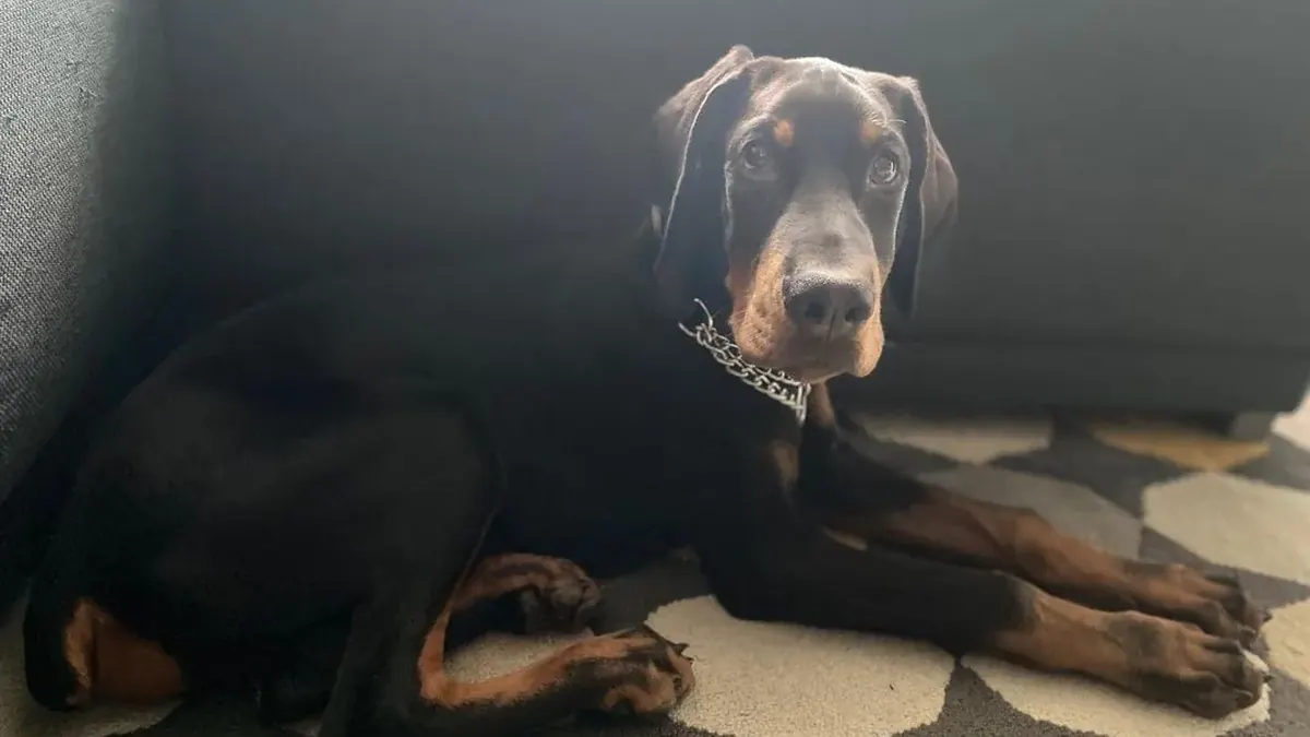 Buddy, a black & rust male Doberman Pinscher puppy from Melvins Dobermans LLC