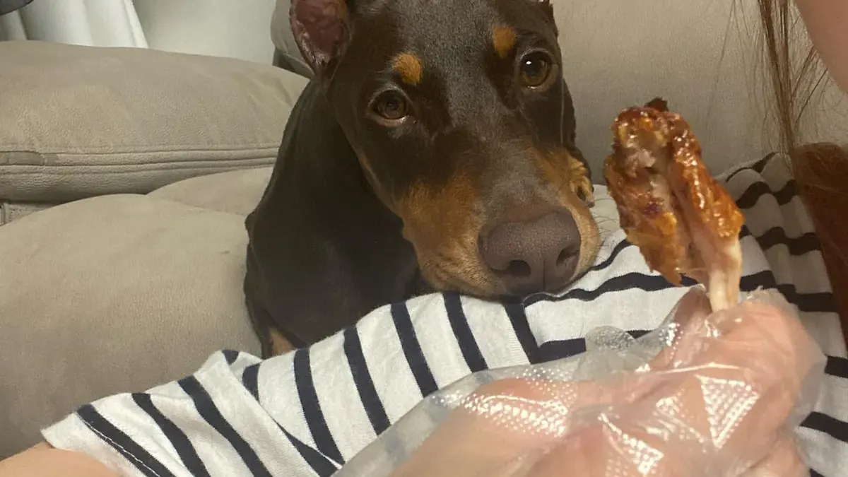 Cucu, a red & rust female Doberman Pinscher puppy from Melvins Dobermans LLC