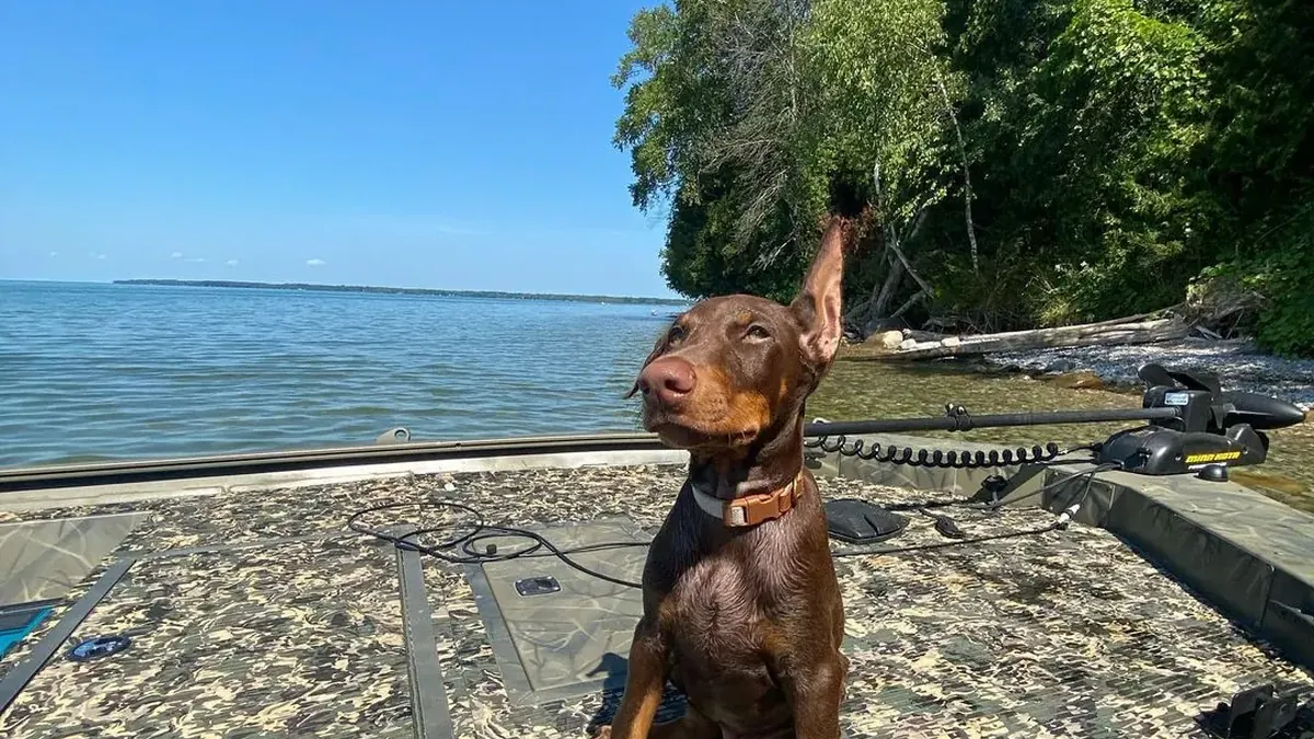 Duke, a red & rust male Doberman Pinscher puppy from Melvins Dobermans LLC