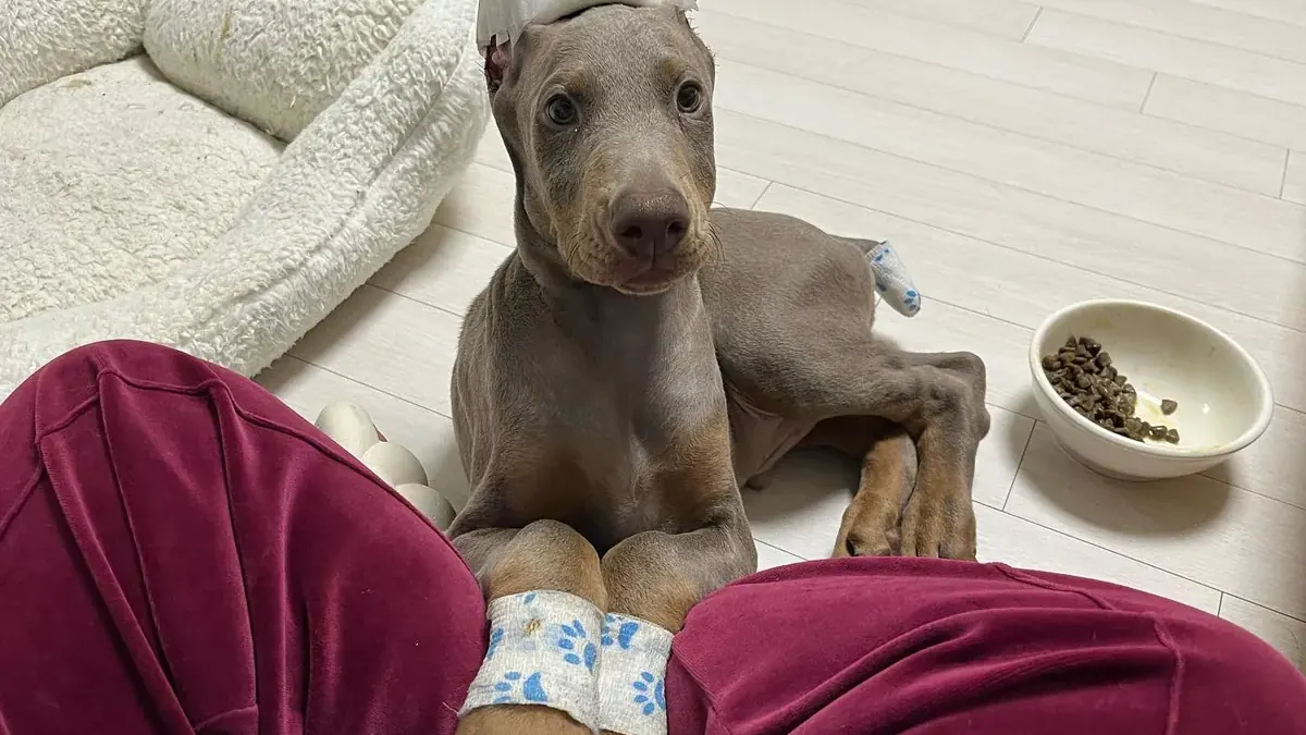 Kiwi, a fawn (isabella) & rust male Doberman Pinscher puppy from Melvins Dobermans LLC