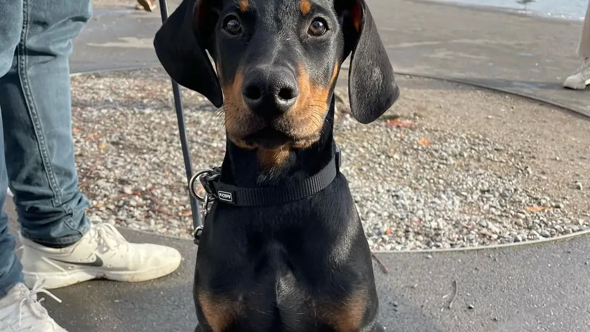 Luc, a black & rust male Doberman Pinscher puppy from Melvins Dobermans LLC