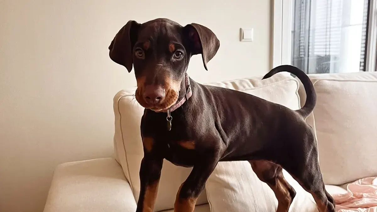 Luna, a red & rust female Doberman Pinscher puppy from Melvins Dobermans LLC