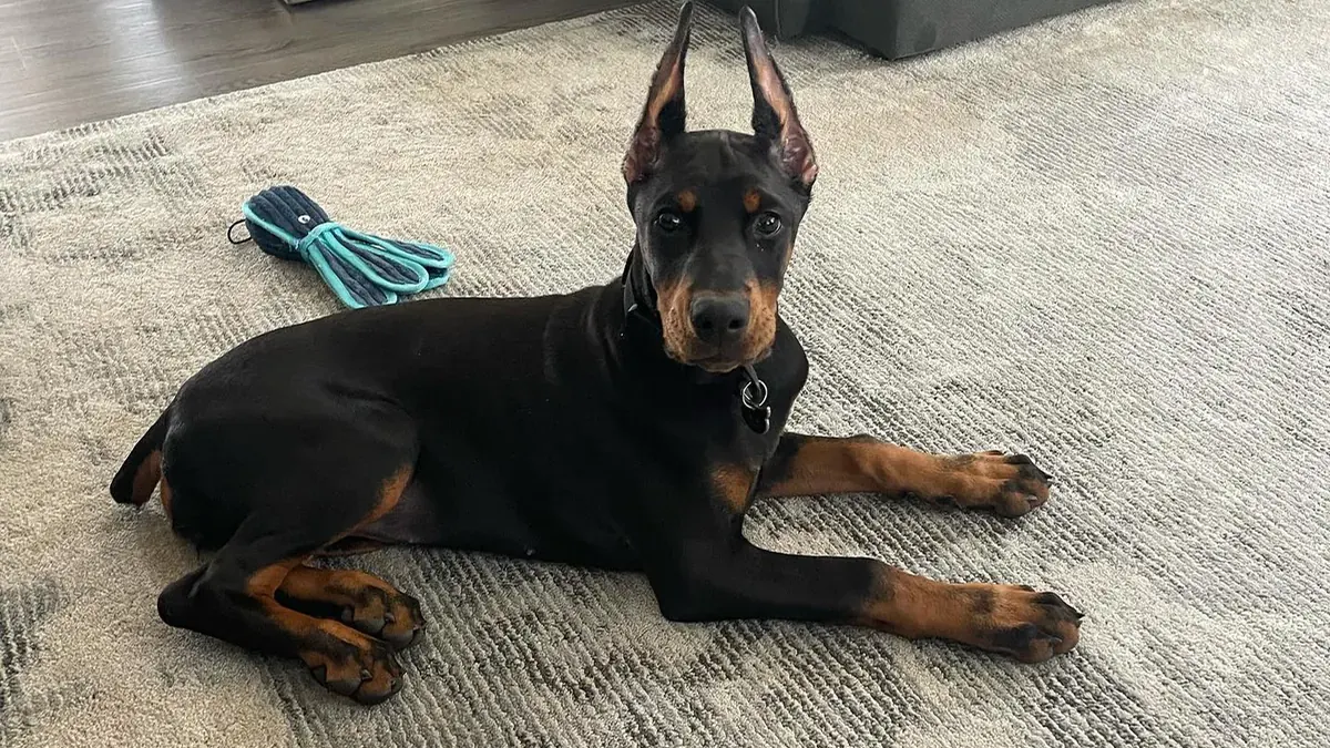 Mika, a black & rust female Doberman Pinscher puppy from Melvins Dobermans LLC