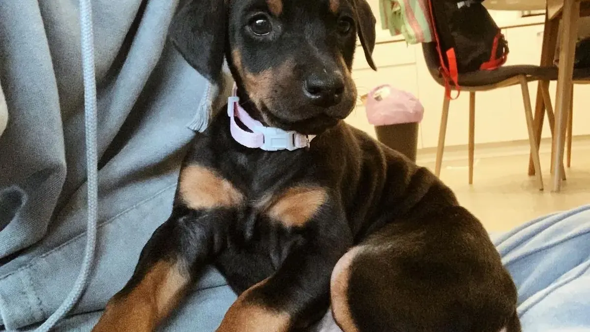 Raph, a black & rust male Doberman Pinscher puppy from Melvins Dobermans LLC