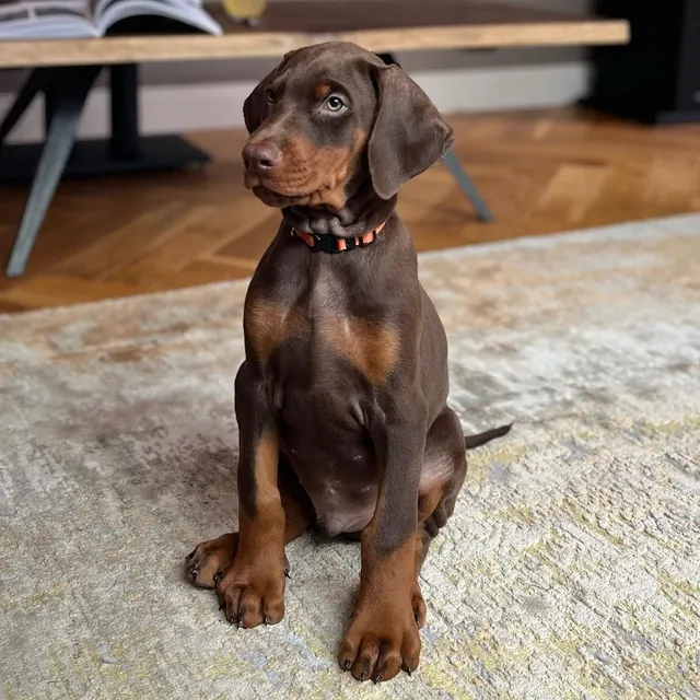 Cody, a red & rust male Doberman Pinscher puppy (portrait) — PureHeart Companions