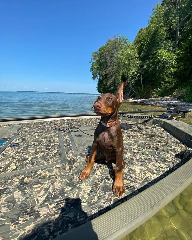 Duke, a red & rust male Doberman Pinscher puppy (portrait) — PureHeart Companions