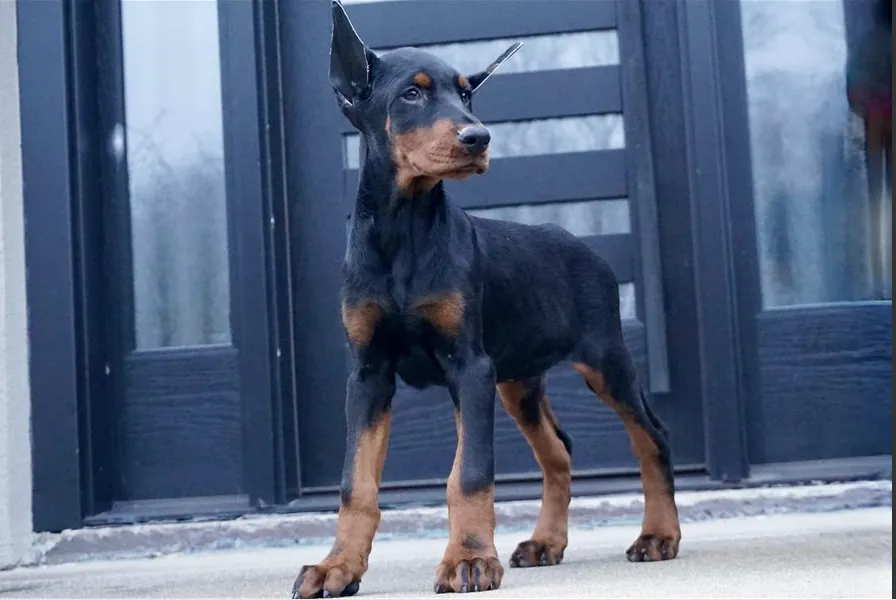 Fabian, a black & rust male Doberman Pinscher puppy (portrait) — PureHeart Companions