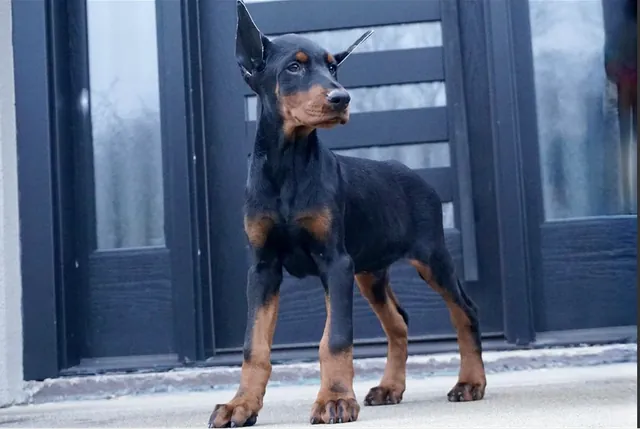 Fabian, a black & rust male Doberman Pinscher puppy (portrait) — PureHeart Companions