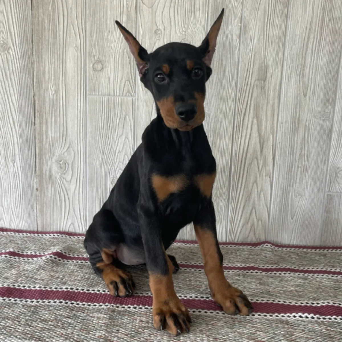 Felicity, a black & rust female Doberman Pinscher puppy (portrait) — PureHeart Companions