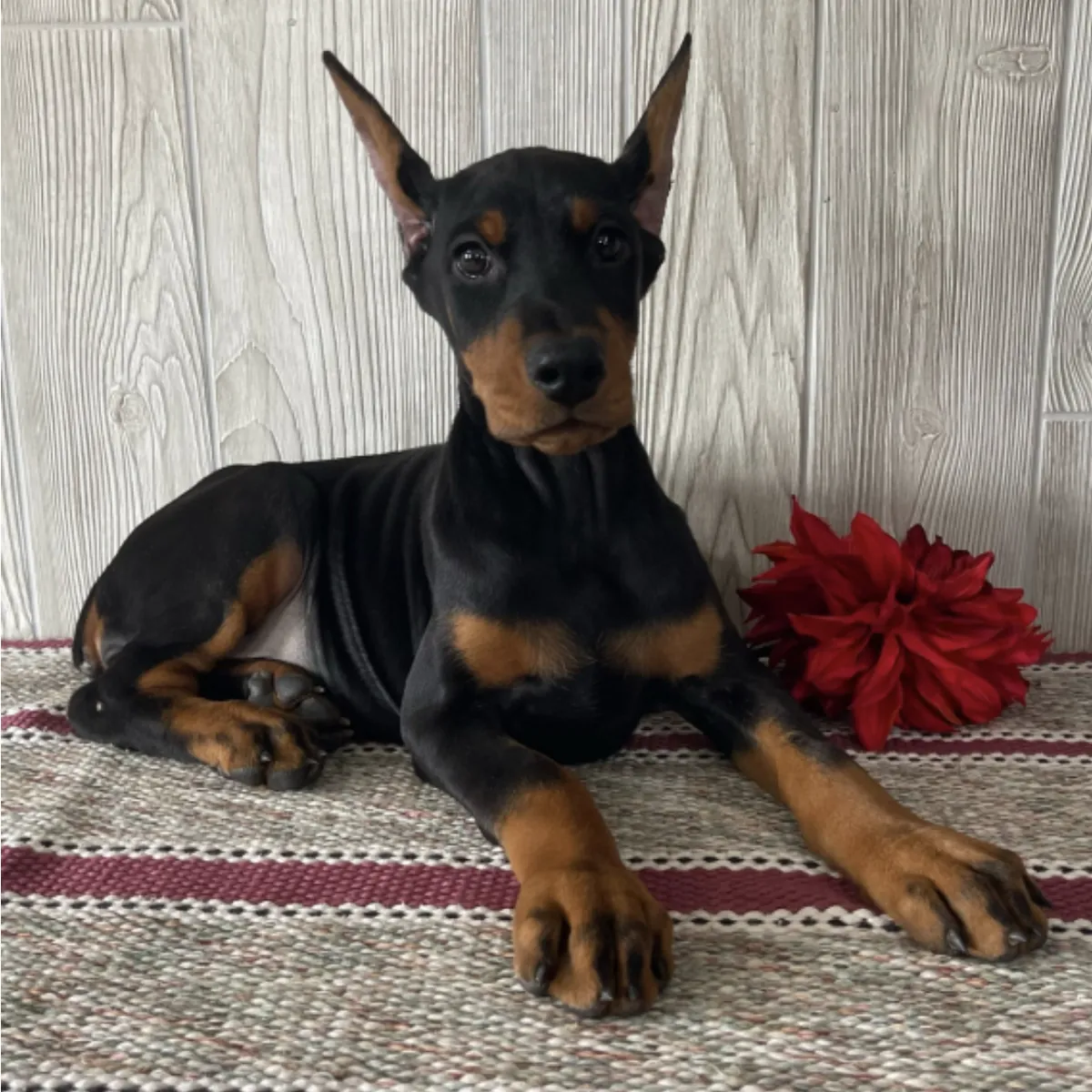 Felicity, a black & rust female Doberman Pinscher puppy (second photo) — PureHeart Companions