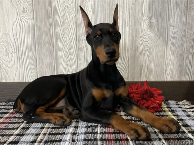 Fiona, a black & rust female Doberman Pinscher puppy (portrait) — PureHeart Companions