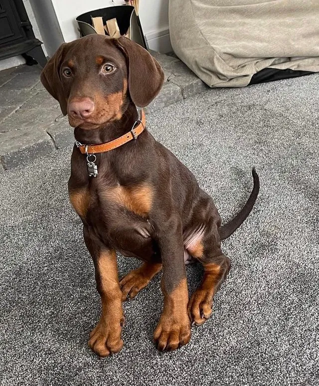 Karl, a red & rust male Doberman Pinscher puppy (portrait) — PureHeart Companions