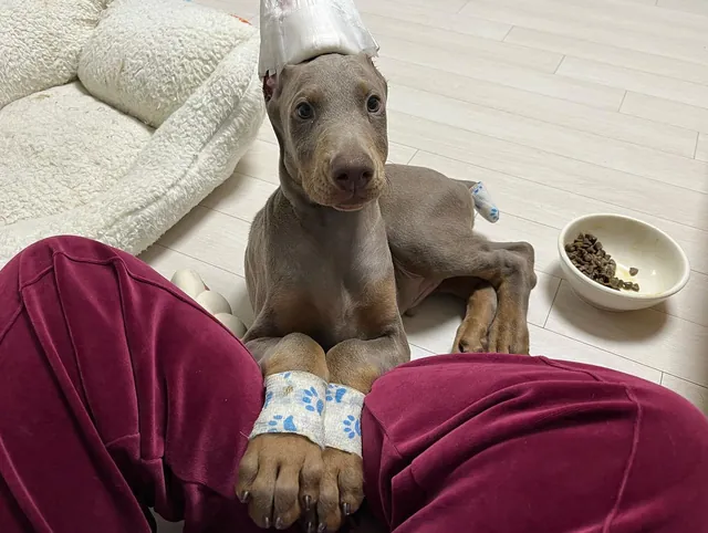 Kiwi, a fawn (isabella) & rust male Doberman Pinscher puppy (portrait) — PureHeart Companions