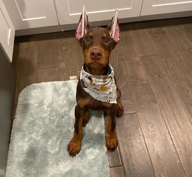 Kodak, a red & rust male Doberman Pinscher puppy (portrait) — PureHeart Companions