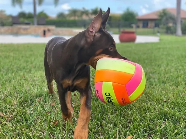 Kylo, a red & rust male Doberman Pinscher puppy (portrait) — PureHeart Companions