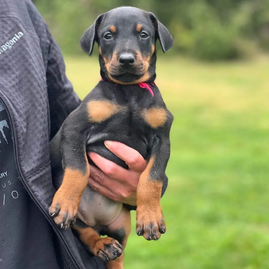Lara, a black & rust female Doberman Pinscher puppy (portrait) — PureHeart Companions