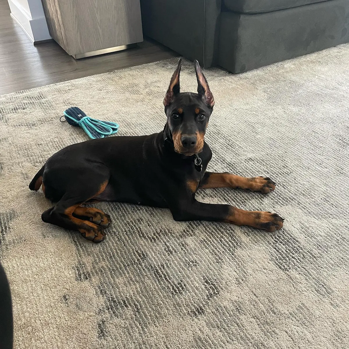 Mika, a black & rust female Doberman Pinscher puppy (portrait) — PureHeart Companions