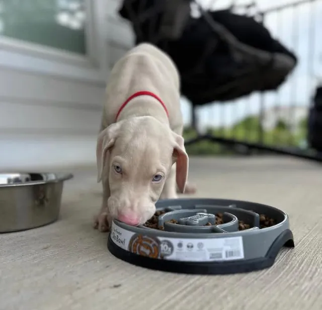 Nina, a light cream female Doberman Pinscher puppy (portrait) — PureHeart Companions