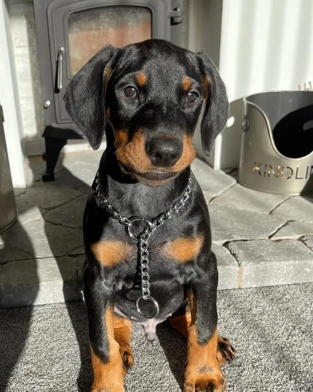 Roscoe, a black & rust male Doberman Pinscher puppy (portrait) — PureHeart Companions