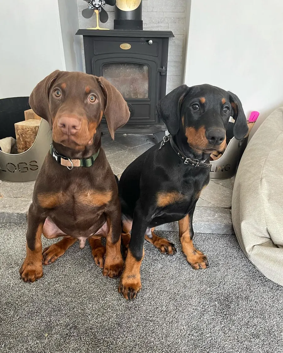 Two Doberman Pinscher puppies, red and rust and black and rust, sitting side by side